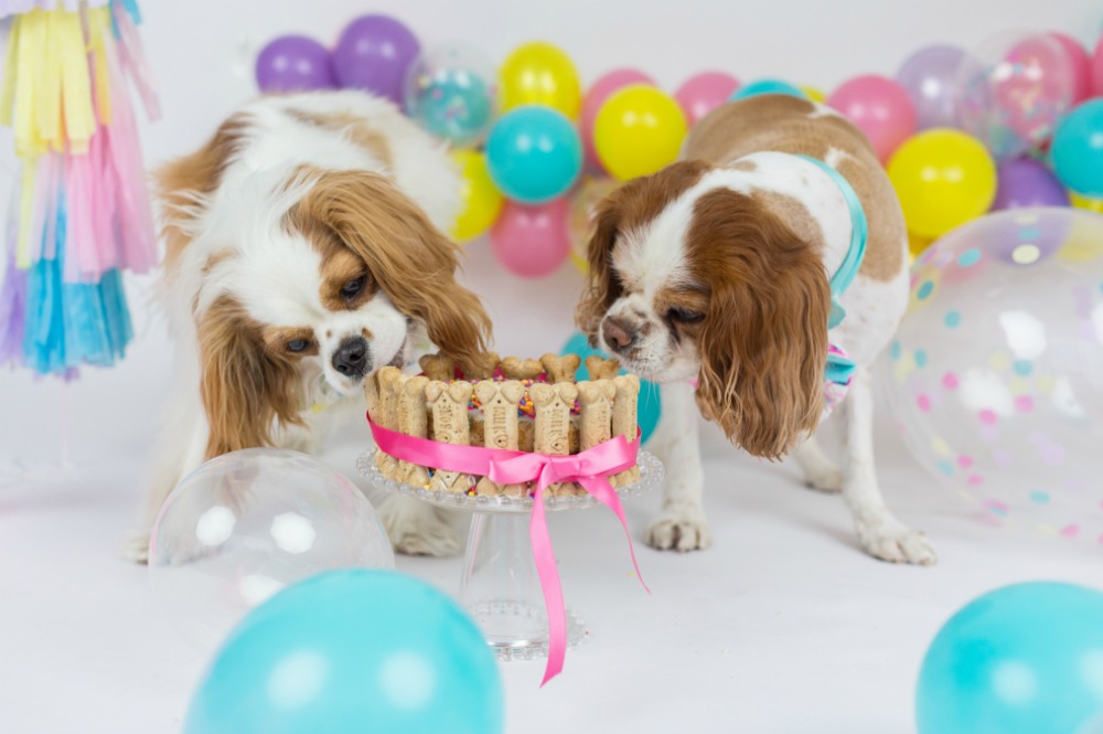 dog-birthday-party-cake