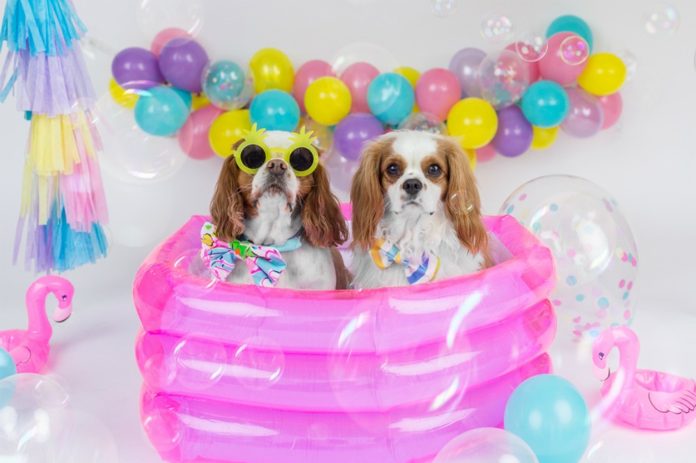 dogs-pool-party
